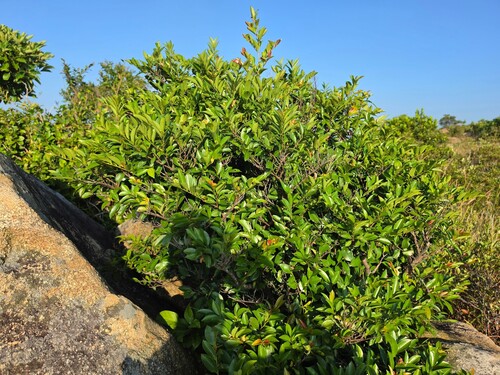 Eurya nitida observed 2026-09-27