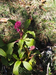 Phytolacca rugosa