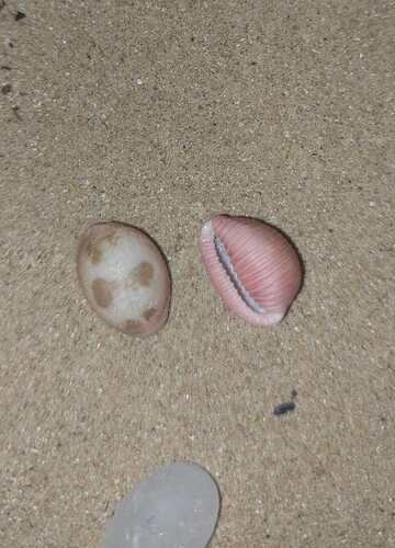 Pusula pediculus observed 2026-09-26