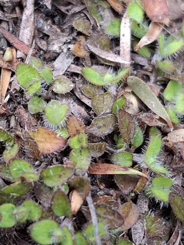 Leptostigma setulosum, photograph 1