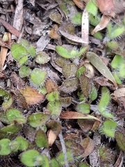 Leptostigma setulosum
