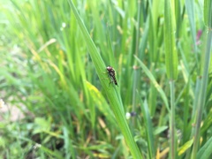 Platycheirus peltatus