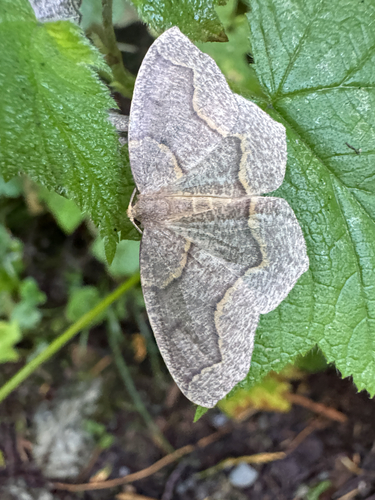 Hemlock Looper Moth