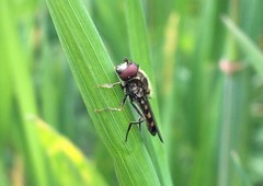 Platycheirus peltatus