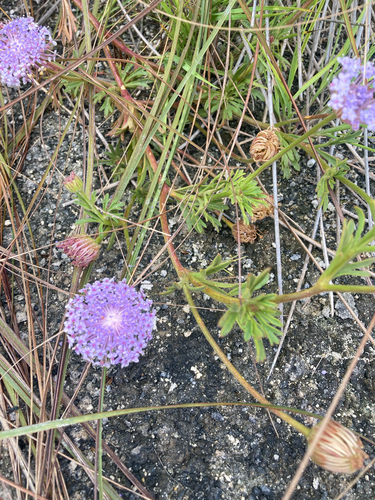 Trachymene coerulea observed 2026-09-27