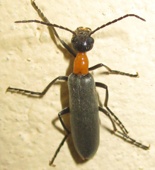 Lydomorphus strangulatus