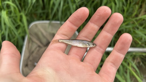 Creek Chub