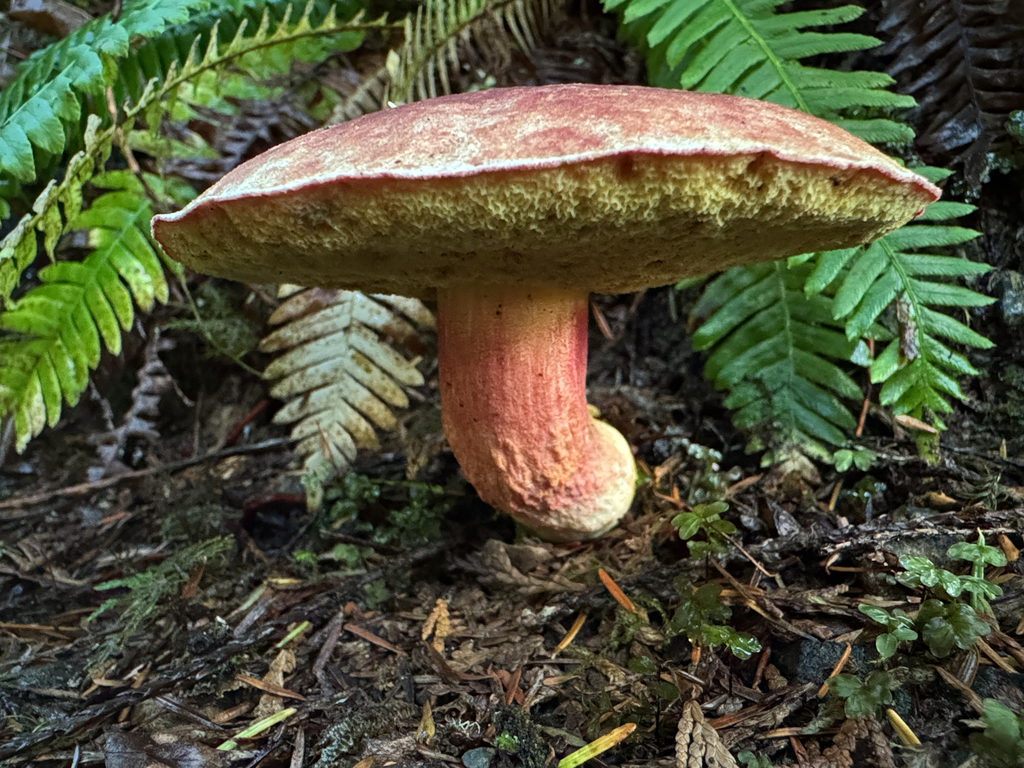 Smith's Bolete · September 2026 · photo: Photo: (c) Peter Abrahamsen, some rights reserved (CC BY) · iNaturalist