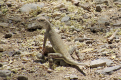 Callisaurus draconoides ventralis