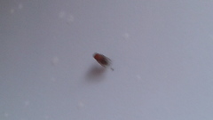 Drosophila