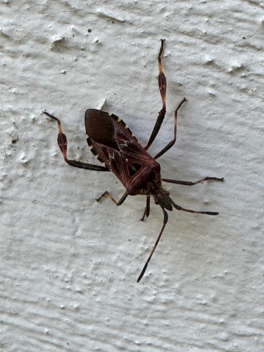 Western Conifer Seed Bug