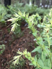Lithospermum virginianum