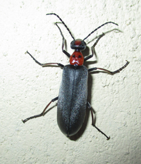 Lydomorphus bisignatus