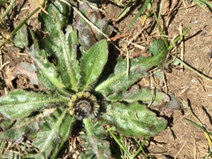 Gynaephora groenlandica