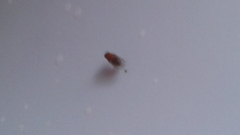 Drosophila