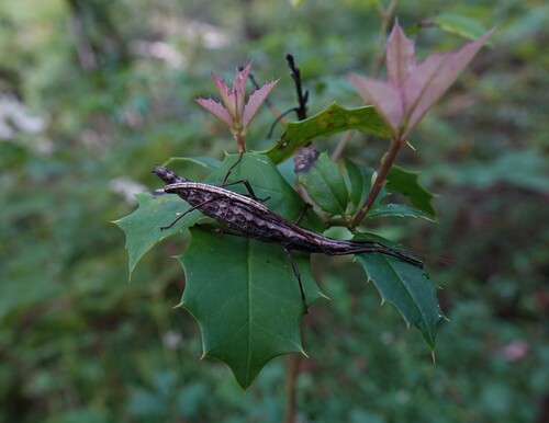 Northern Two-striped Walkingstick photo 6
