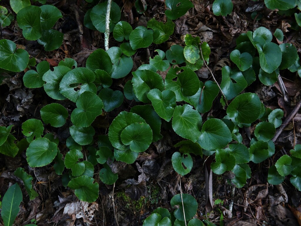 Galax urceolata; photograph author not stated, no rights reserved