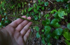 author not stated, no rights reserved Galax urceolata, photograph author not stated, no rights reserved