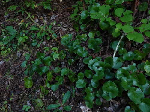 Galax urceolata, photograph 2