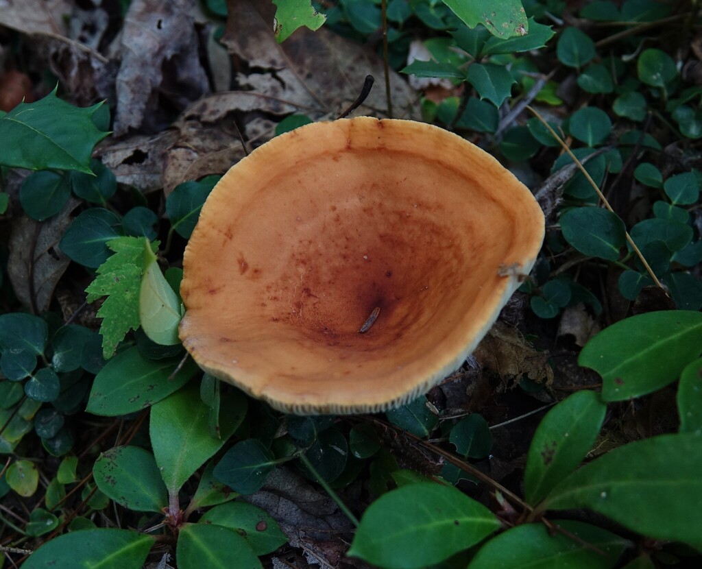 Weeping Milk Cap · September 2026 · photo: Photo: no rights reserved · iNaturalist