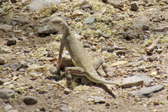 Callisaurus draconoides ventralis