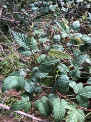 Rubus trianthus