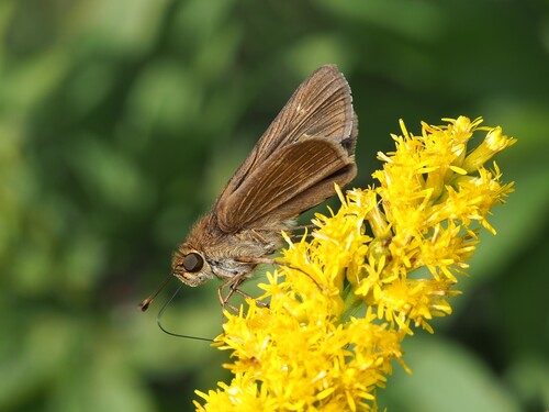 Ocola Skipper photo 4