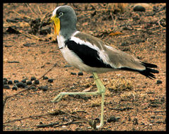 White-Crowned Lapwing photo 5