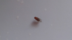 Drosophila