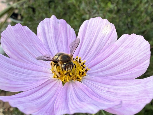 European Woolcarder Bee