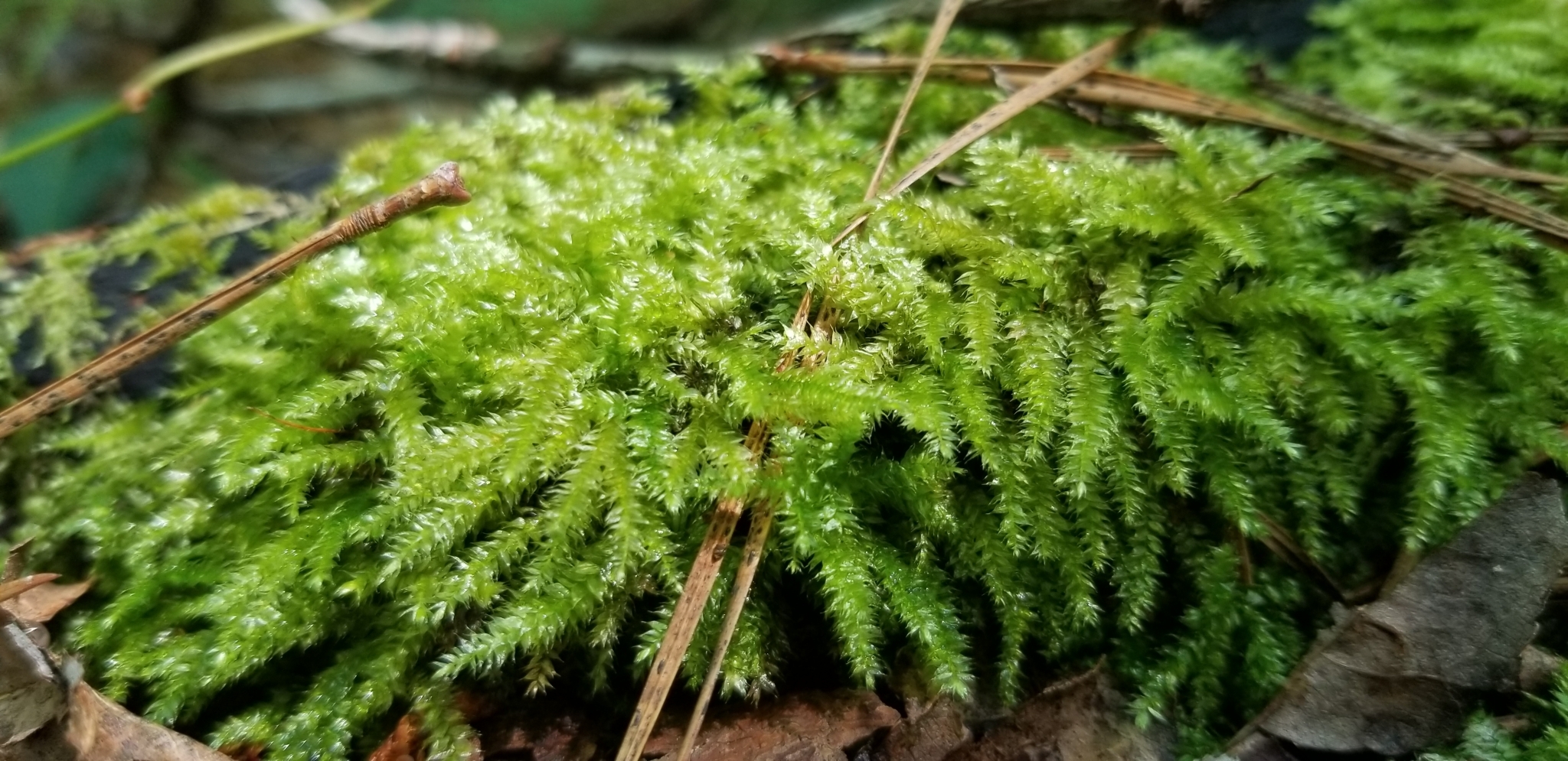 Taxiphyllum alternans