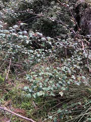 Rubus trianthus