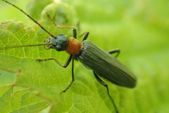 Oedemera croceicollis