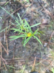 Ludwigia linearis, photograph author not stated, no rights reserved
