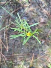 Ludwigia linearis, photograph author not stated, no rights reserved