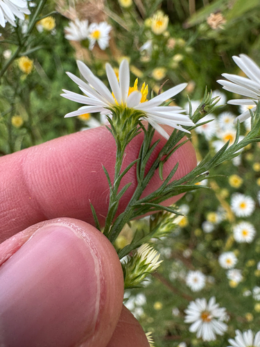 Symphyotrichum pilosum, photograph 5