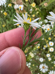(c) Shanze Yoell, some rights reserved (CC BY) Symphyotrichum pilosum, photograph (c) Shanze Yoell, some rights reserved (CC BY)