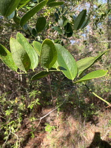 Smilax laurifolia, photograph 1