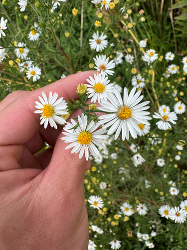 Symphyotrichum pilosum, photograph 4
