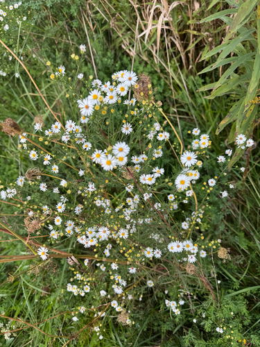 Symphyotrichum pilosum, photograph 6