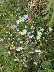 Symphyotrichum pilosum, photograph (c) Shanze Yoell, some rights reserved (CC BY)