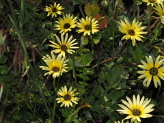 Arctotheca calendula
