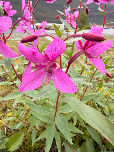 Dwarf Fireweed