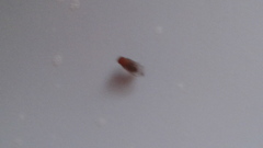 Drosophila