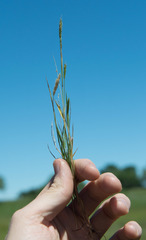 Alopecurus carolinianus