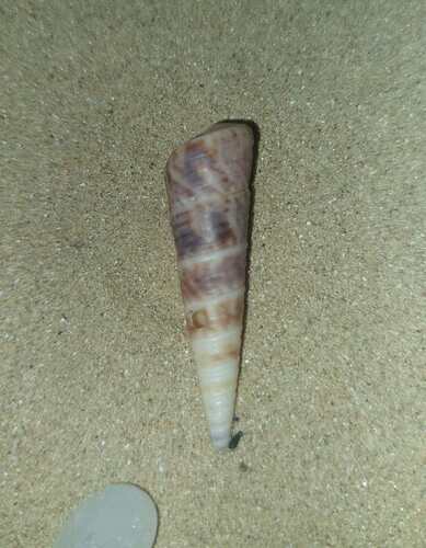 Turritella variegata, 2026-09-26