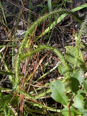 Lycopodiella alopecuroides