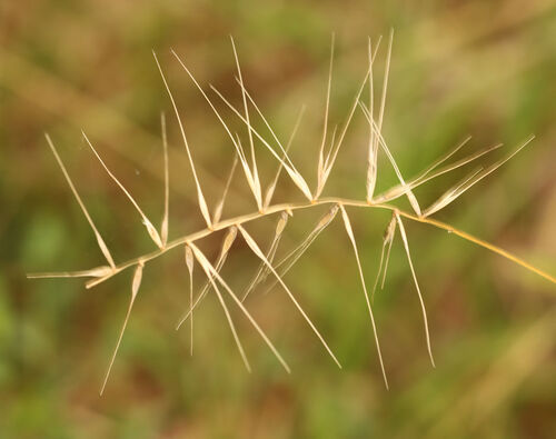 Elymus hystrix