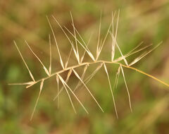 Elymus hystrix