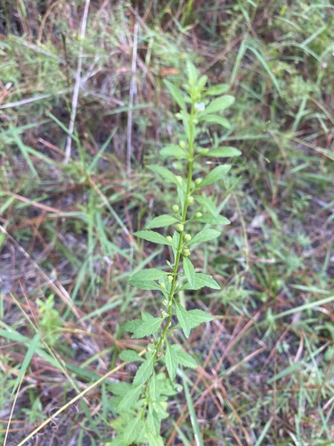 Scoparia dulcis